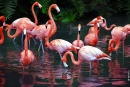 Flamingos Jungle Garden