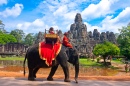 Elephant in the Angkor Wat, Cambodia