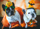 Bulldogs in Halloween Costumes